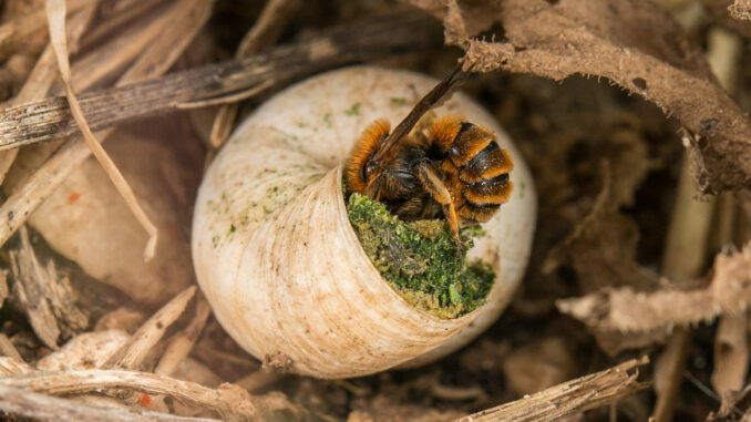 Osmia spec. im Schneckenhaus Wildbiene im Schneckenhaus (über Wildbiene + Partner)