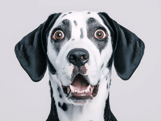 Hundesteuer auf Rekordhoch – Vierbeiner bringen dem Staat Millionen Hundesteuer auf Rekordhoch – Vierbeiner bringen dem Staat Millionen