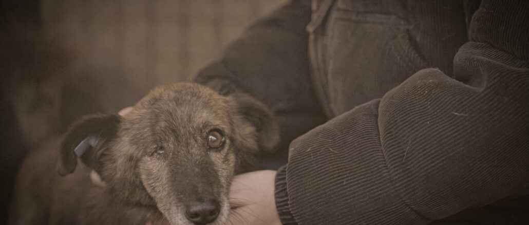 26 Influencer, 70 Millionen Klicks, erste Erfolge: ProSieben zeigt die Doku „Die Hunde-Mafia“