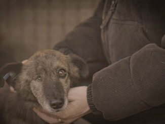 26 Influencer, 70 Millionen Klicks, erste Erfolge: ProSieben zeigt die Doku „Die Hunde-Mafia“